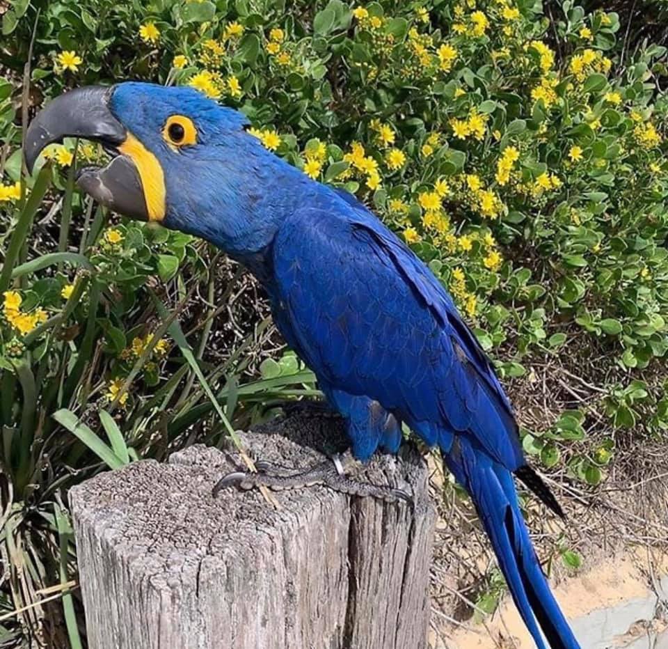 Female Months Old Hyacinth Macaw Parrots For Sale H Birds Store