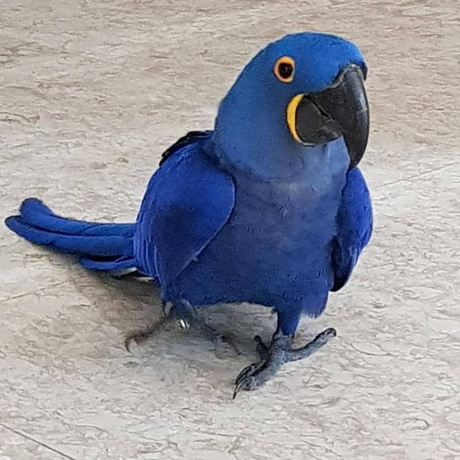 Female Months Old Hyacinth Macaw Parrots For Sale Parrots And Eggs