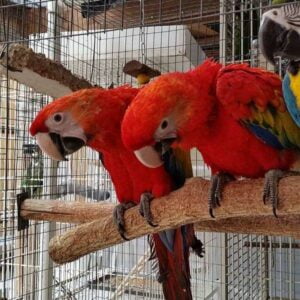 4 Scarlet macaw parrots for sale - Parrots and Eggs for sale