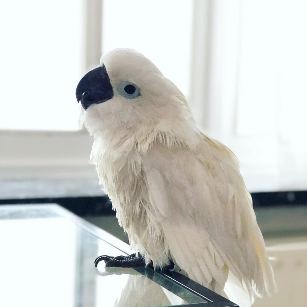 Female Umbrella Cockatoos for Sale - Parrots and Eggs for sale