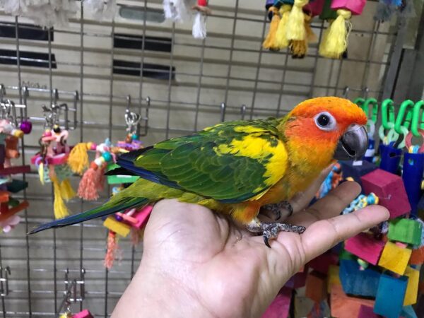 2 Months old Sun conure for sale - Parrots and Eggs for sale