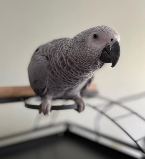 african grey parrot for sale near me - Parrots and Eggs for sale