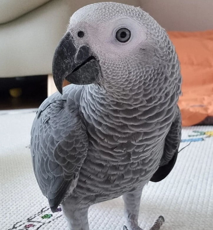 african grey parrot for sale qld - Parrots and Eggs for sale