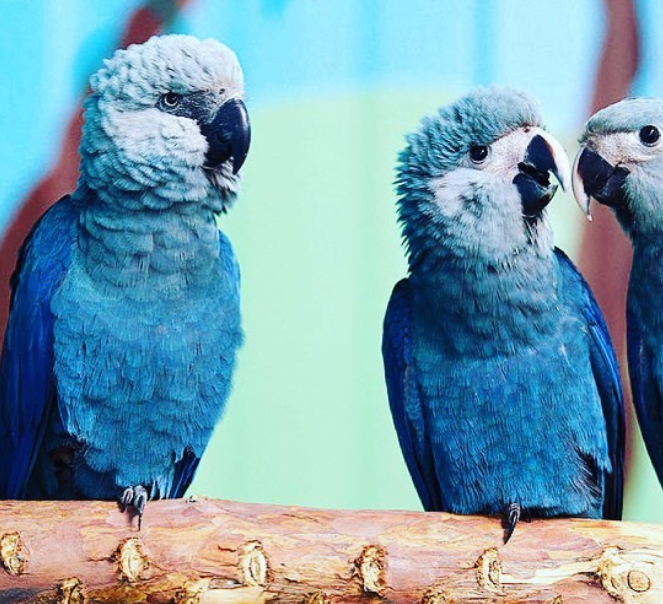 Spix’s Macaw parrot for sale - Parrots and Eggs for sale